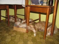 Miegantys šunys po kėdėmis
